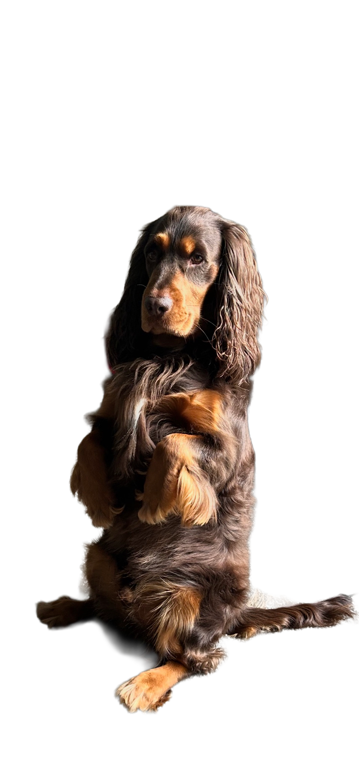 Baxter, Chris’s chocolate-and-tan spaniel, sitting upright with his front paws raised.